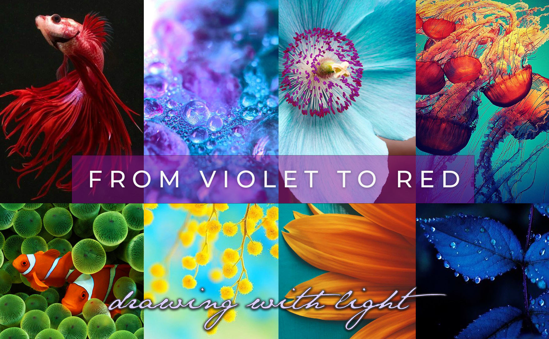 From Violet to Red Workshop Series [VIOLET] @ Zoom online. RSVP for link latest 15 mins before start of meditation.